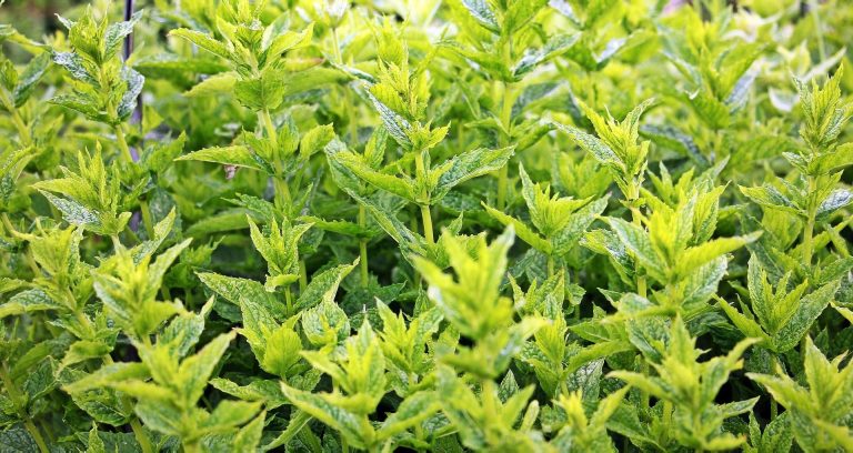 Menthe verte