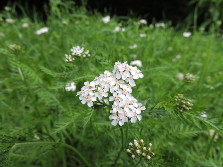 Achillée millefeuille