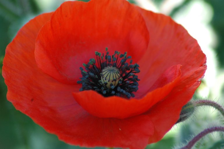 Coquelicot