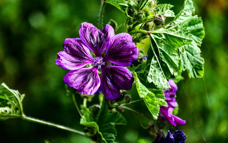Mauve sylvestre