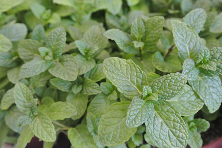 Menthe poivrée