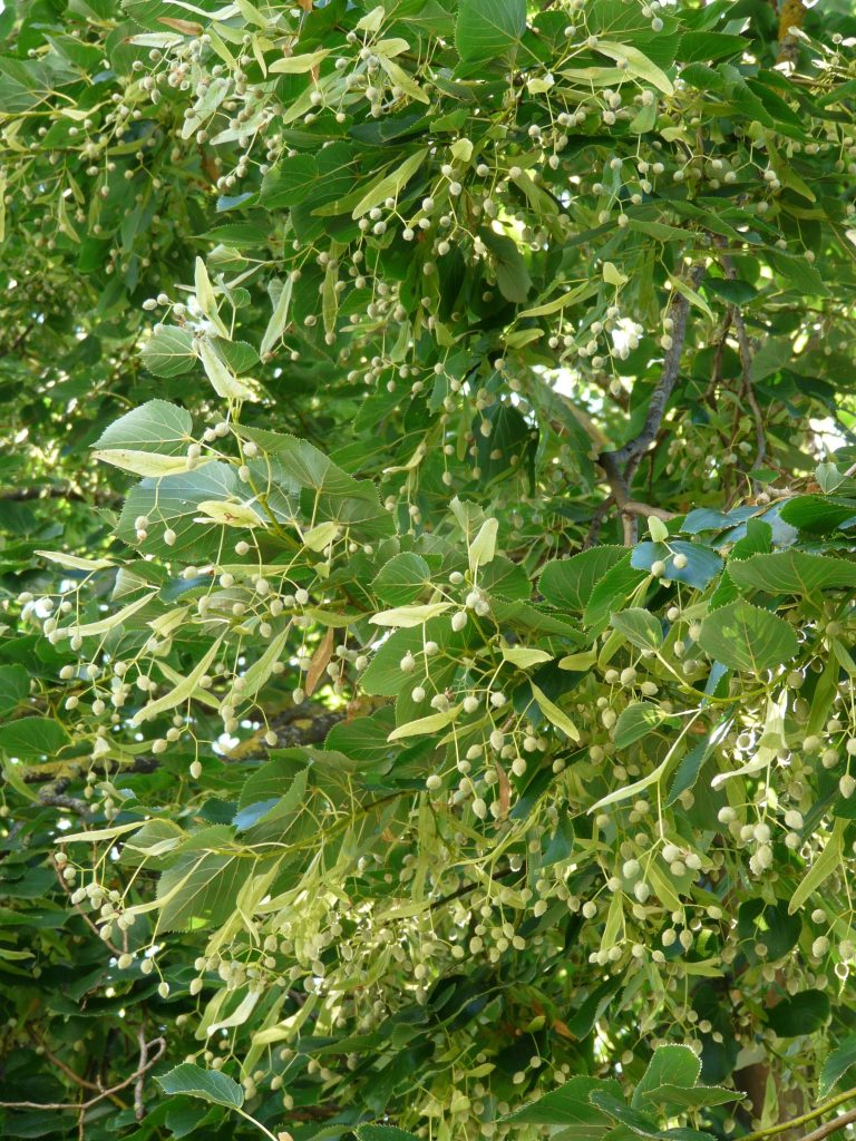 Tilleul